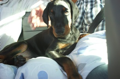 Gracia Stella di Campovalano -Dobermann - Lars Bücker